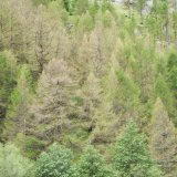 Des mélèzes infestés par l’hibernie orangée. Protection de la forêt suisse